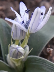 Hyacinthoides lingulata