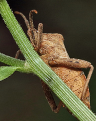 Piezogaster calcarator