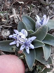Hyacinthoides lingulata