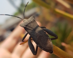 Anoplocnemis