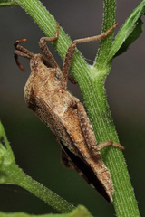 Piezogaster calcarator