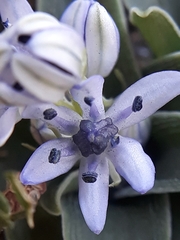 Hyacinthoides lingulata