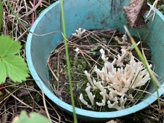 Xylaria polymorpha