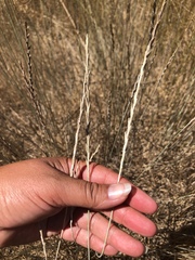 Thinopyrum obtusiflorum