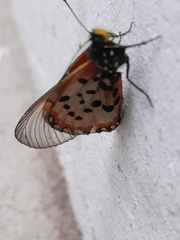Acraea horta