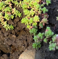 Sedum anglicum