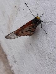 Acraea horta