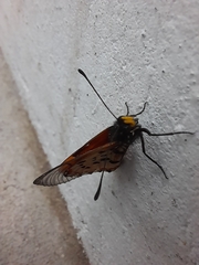 Acraea horta