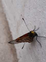 Acraea horta