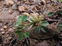 Trifolium scabrum image