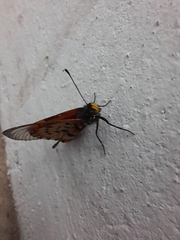Acraea horta