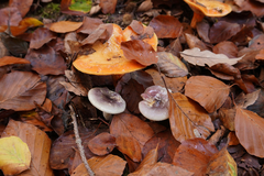 Russula cavipes