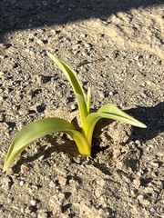 Hesperocallis undulata