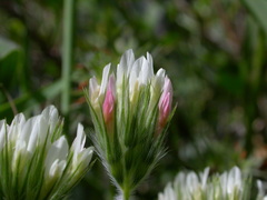 Trifolium stellatum