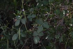 Strophostyles helvola