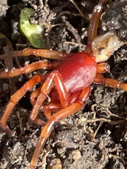 Dysdera