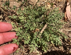 Rorippa curvisiliqua