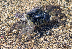 Metopograpsus thukuhar