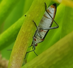 Leptocoris