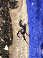 Latrodectus hesperus
