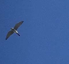 Falco sparverius sparverius