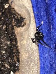 Latrodectus hesperus
