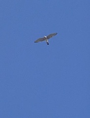Falco sparverius sparverius