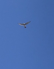Falco sparverius sparverius