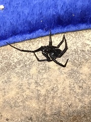 Latrodectus hesperus