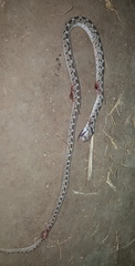 Dasypeltis scabra