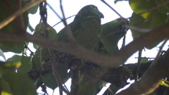Amazona aestiva