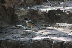 Laniarius ferrugineus