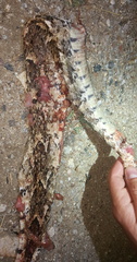 Bitis arietans