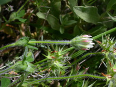 Trifolium stellatum