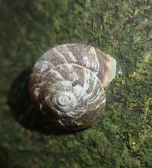 Helicigona lapicida