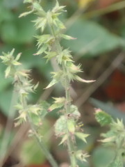 Callimorpha dominula