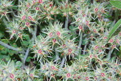 Trifolium stellatum