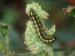 Callimorpha dominula