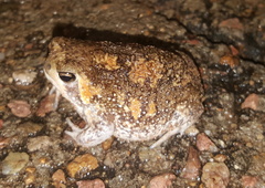 Breviceps