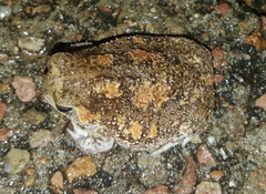 Breviceps