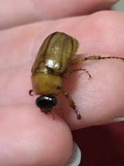 Cyclocephala lurida