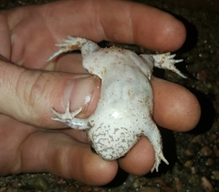Breviceps
