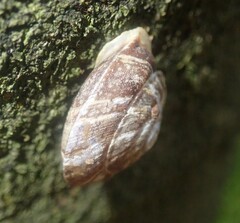 Helicigona lapicida