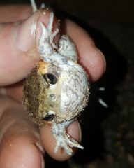 Breviceps
