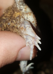 Breviceps