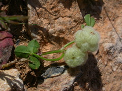 Trifolium tomentosum