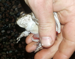 Chiromantis xerampelina