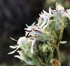 Sericocarpus oregonensis