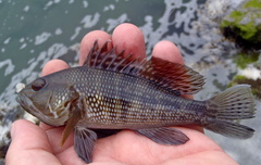 Centropristis striata