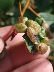 Thecabius populimonilis